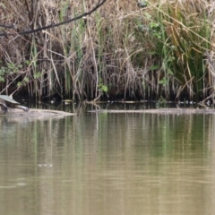 Emydura macquarii at Fyshwick, ACT - 27 Sep 2023 12:27 PM