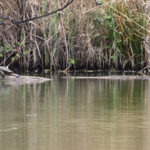 Emydura macquarii at Fyshwick, ACT - 27 Sep 2023