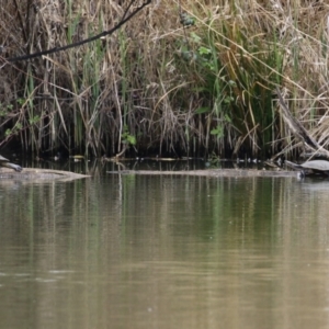 Emydura macquarii at Fyshwick, ACT - 27 Sep 2023 12:27 PM