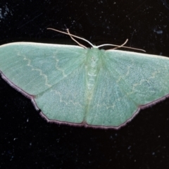 Prasinocyma semicrocea (Common Gum Emerald moth) at Penrose, NSW - 20 Sep 2023 by Aussiegall