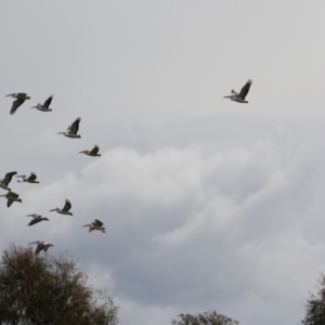 Pelecanus conspicillatus at Fyshwick, ACT - 27 Sep 2023