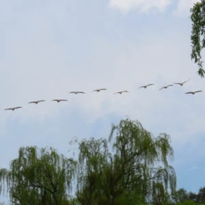 Pelecanus conspicillatus at Fyshwick, ACT - 27 Sep 2023