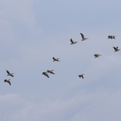 Pelecanus conspicillatus at Fyshwick, ACT - 27 Sep 2023