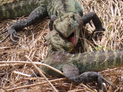 Intellagama lesueurii howittii (Gippsland Water Dragon) at Fyshwick, ACT - 27 Sep 2023 by RodDeb