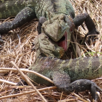 Intellagama lesueurii howittii (Gippsland Water Dragon) at Jerrabomberra Wetlands - 27 Sep 2023 by RodDeb