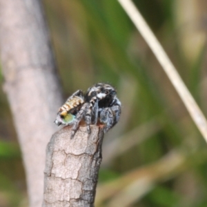 Maratus plumosus at Merriangaah, NSW - 27 Sep 2023 12:09 PM