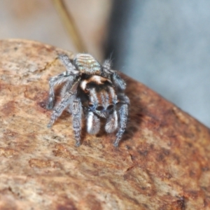 Maratus plumosus at Merriangaah, NSW - 27 Sep 2023 12:09 PM