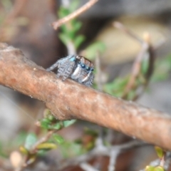 Maratus plumosus at Merriangaah, NSW - 27 Sep 2023 12:09 PM