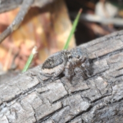 Maratus plumosus at Merriangaah, NSW - 27 Sep 2023 12:09 PM