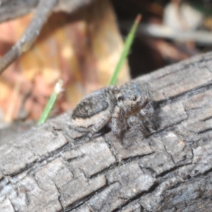 Maratus plumosus at Merriangaah, NSW - 27 Sep 2023 12:09 PM