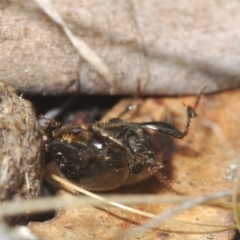 Onthophagus sp. (genus) at Palarang, NSW - 27 Sep 2023