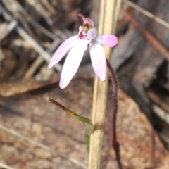 Caladenia fuscata (Dusky Fingers) at Merriangaah, NSW - 27 Sep 2023 by Harrisi