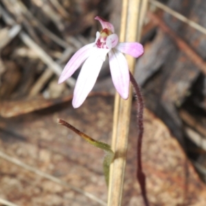 Caladenia fuscata at Merriangaah, NSW - suppressed