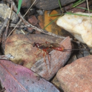 Ichneumonidae (family) at Merriangaah, NSW - 27 Sep 2023 01:09 PM