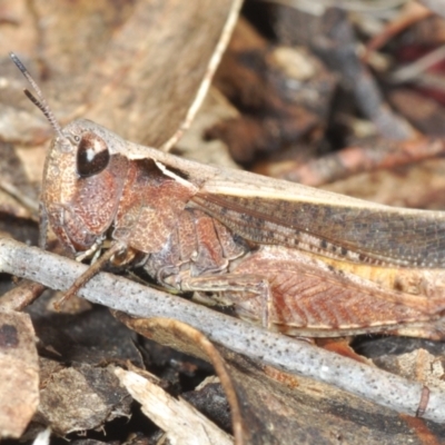 Cryptobothrus chrysophorus (Golden Bandwing) at Merriangaah, NSW - 27 Sep 2023 by Harrisi