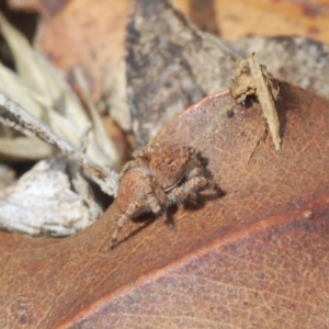 Euophryinae sp. (Rockhopper) undescribed at Merriangaah, NSW - 27 Sep 2023 12:29 PM