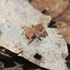 Euophryinae sp. (Rockhopper) undescribed at Merriangaah, NSW - 27 Sep 2023 12:29 PM