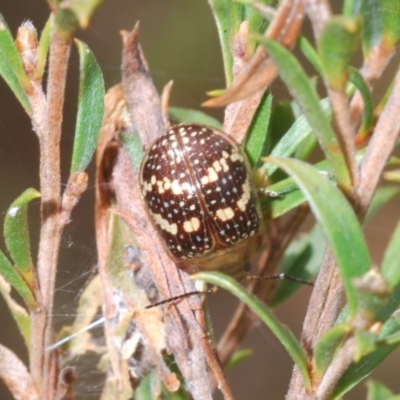 Paropsis pictipennis (Tea-tree button beetle) at Meringo Nature Reserve - 27 Sep 2023 by Harrisi