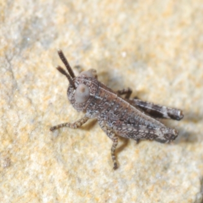Phaulacridium vittatum (Wingless Grasshopper) at Meringo Nature Reserve - 27 Sep 2023 by Harrisi