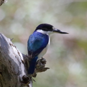 Todiramphus macleayii at Ormiston, QLD - 24 Sep 2023 12:32 PM