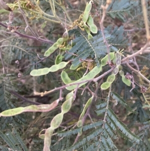 Acacia mearnsii at Hackett, ACT - 27 Sep 2023 06:05 PM