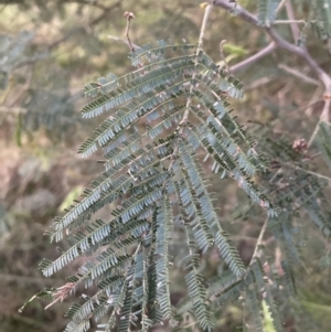 Acacia mearnsii at Hackett, ACT - 27 Sep 2023 06:05 PM