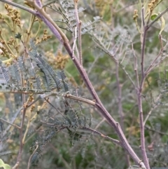 Acacia mearnsii at Hackett, ACT - 27 Sep 2023 06:05 PM