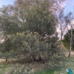 Acacia mearnsii at Hackett, ACT - 27 Sep 2023 06:05 PM