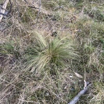 Nassella trichotoma (Serrated Tussock) at Hackett, ACT - 27 Sep 2023 by waltraud