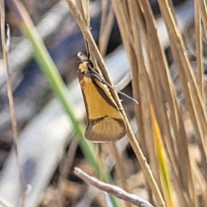 Philobota undescribed species near arabella at Maffra, NSW - 27 Sep 2023 03:20 PM