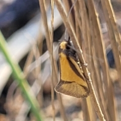 Philobota undescribed species near arabella at Maffra, NSW - 27 Sep 2023 03:20 PM