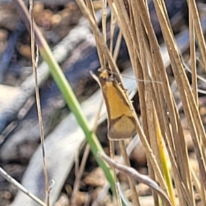 Philobota undescribed species near arabella at Maffra, NSW - 27 Sep 2023