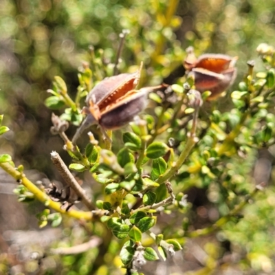 Mirbelia oxylobioides (Mountain Mirbelia) at Maffra, NSW - 27 Sep 2023 by trevorpreston
