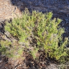 Mirbelia oxylobioides at Maffra, NSW - 27 Sep 2023