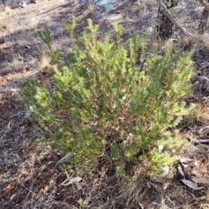 Melichrus urceolatus at Maffra, NSW - 27 Sep 2023