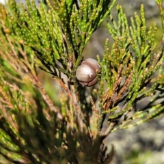 Callitris endlicheri (Black Cypress Pine) at Maffra, NSW - 27 Sep 2023 by trevorpreston