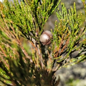 Callitris endlicheri at Maffra, NSW - 27 Sep 2023 03:17 PM