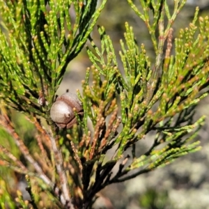 Callitris endlicheri at Maffra, NSW - 27 Sep 2023 03:17 PM