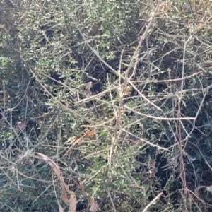 Melicytus angustifolius subsp. divaricatus at Maffra, NSW - 27 Sep 2023