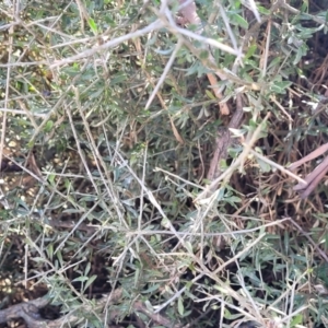 Melicytus angustifolius subsp. divaricatus at Maffra, NSW - 27 Sep 2023