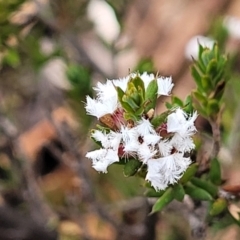 Leucopogon attenuatus (Small-leaved Beard Heath) at Endeavour Reserve (Bombala) - 27 Sep 2023 by trevorpreston