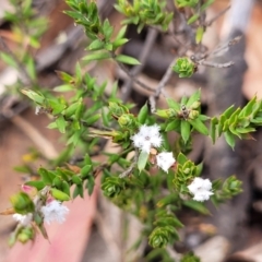 Styphelia attenuata at Bombala, NSW - 27 Sep 2023