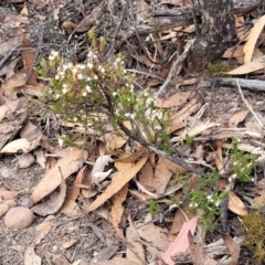 Styphelia attenuata at Bombala, NSW - 27 Sep 2023