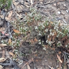 Styphelia attenuata at Bombala, NSW - 27 Sep 2023