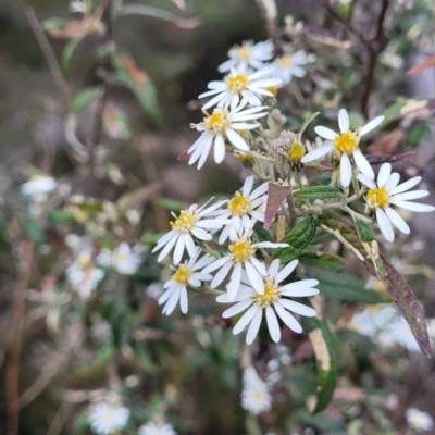 Olearia lirata (Snowy Daisybush) at Endeavour Reserve (Bombala) - 27 Sep 2023 by trevorpreston