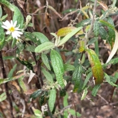 Olearia lirata at Bombala, NSW - 27 Sep 2023 02:08 PM