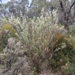 Olearia lirata at Bombala, NSW - 27 Sep 2023 02:08 PM