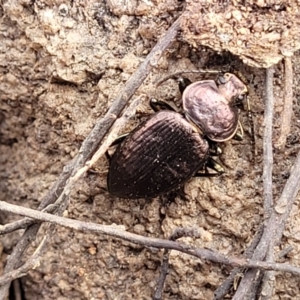 Adelium pustulosum at Bombala, NSW - 27 Sep 2023