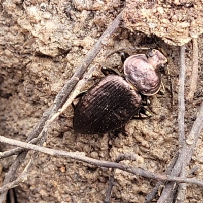 Adelium pustulosum (Darkling beetle) at Bombala, NSW - 27 Sep 2023 by trevorpreston