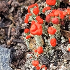 Cladonia sp. (genus) (Cup Lichen) at Bombala, NSW - 27 Sep 2023 by trevorpreston